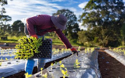 Silver Is More Than Just a Color: The Key to Producing High-Quality Mulch
