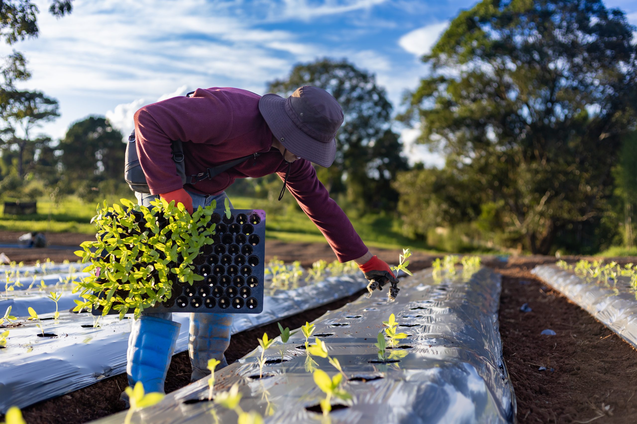 High-Quality Silver Mulch: More Than Just a Color